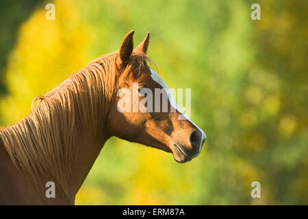Chestnut Arabian Horse portrait closeup Stock Photo