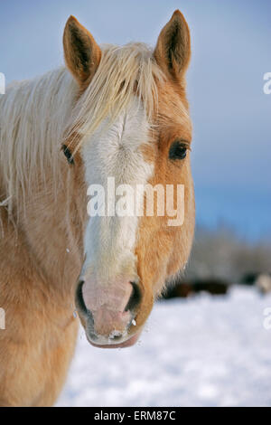 Quarter Horses In The Winter Pasture, On The Winter Paddock Stock Photo 