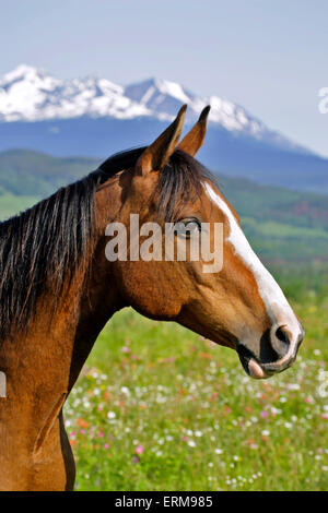 Bay Arabian Gelding, standing in summer meadow, portrait Stock Photo