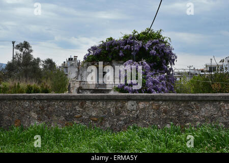 Plant with purple flowers growing on abandoned house. Stone wall and green grass under april sky. Stock Photo