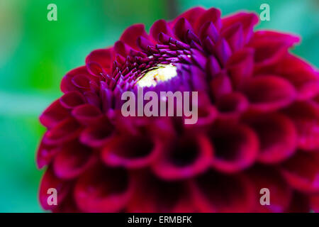 Beautiful deep red dahlia in the home garden. Stock Photo