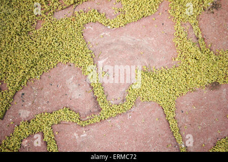 Brick footpath background Stock Photo