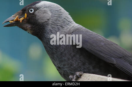 Jackdaw , Corvus monedula, hungary Jackdaw Stock Photo