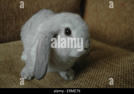 A gray lop eared bunny rabbit on a sofa Stock Photo