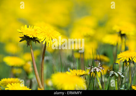 Dandelions blooming in the summer meadow Stock Photo