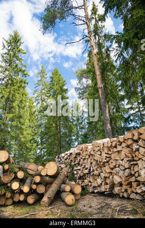 Pile of timber logs against tall trees in forest Stock Photo