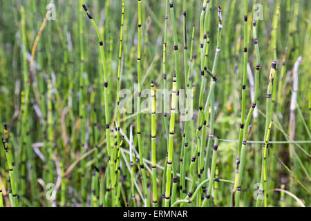 Sao Paulo, Brazil. 4th June, 2015. Equisetum giganteum, Southern giant horsetail, Cavalinha are seen on this sunny day at Botanical Garden (Jardim Botanico) of Sao Paulo during Corpus Christi holiday in Sao Paulo, Brazil. Credit: Andre M. Chang/Alamy Live News Stock Photo