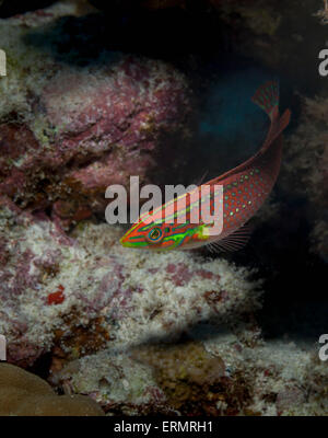 An Ornate Wrasse (Halichoeres ornatissimus) that came out of hiding in a lava reef; Kona, Island of Hawaii, Hawaii, USA Stock Photo