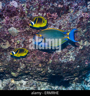 Hawaii,Wild,Surgeonfish,racoon butterfly fish Stock Photo