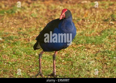 Pukeko (Porphyrio porphyrio), Waikato, North Island, New Zealand Stock Photo