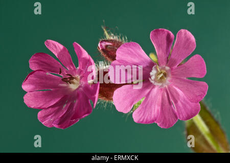 Red Campion (Silene dioica), flowers, Baden-Württemberg, Germany Stock Photo