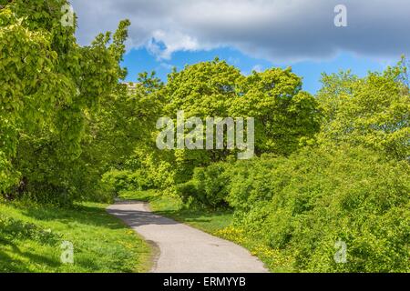 Beautiful Glade During Summertime with Green Bushes, Trees and a Cloudy Sky in Stockholm, Sweden