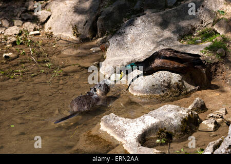 Swamp Beaver ( Myocastor  coypus) Stock Photo