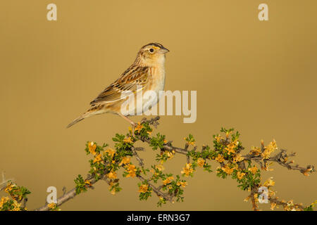 Grasshopper Sparrow  Ammodramus savannarum Sonoita, Cochise County, Arizona, Unites States 17 May        Adult Male Mountain Mah Stock Photo