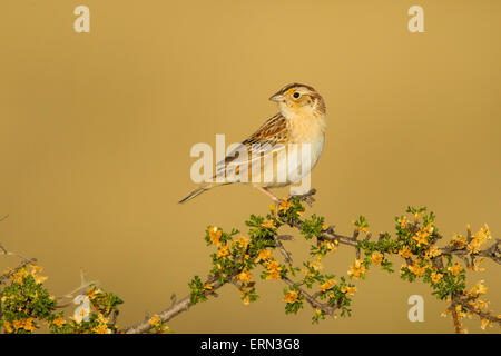 Grasshopper Sparrow  Ammodramus savannarum Sonoita, Cochise County, Arizona, Unites States 17 May        Adult Male Mountain Mah Stock Photo