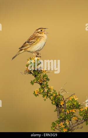 Grasshopper Sparrow  Ammodramus savannarum Sonoita, Cochise County, Arizona, Unites States 17 May        Adult Male Mountain Mah Stock Photo