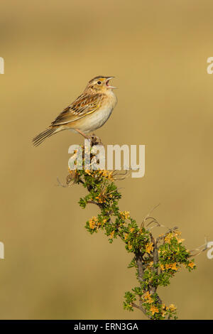 Grasshopper Sparrow  Ammodramus savannarum Sonoita, Cochise County, Arizona, Unites States 17 May        Adult Male Mountain Mah Stock Photo