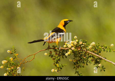 Hooded Oriole Icterus cucullatus Tucson, Arizona, United States 3 June     Adult Male     Icteridae Stock Photo