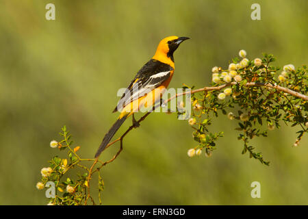 Hooded Oriole Icterus cucullatus Tucson, Arizona, United States 3 June     Adult Male     Icteridae Stock Photo