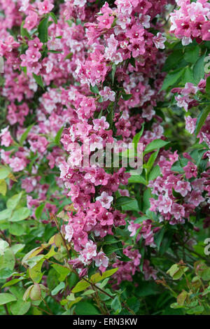Weigela florida 'Foliis Purpureis' . Purple Weigela flowering Stock Photo