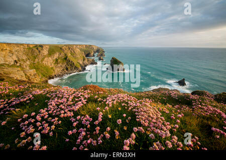 Thrift on the Cliff Tops at Bedruthan Steps in Cornwall. Stock Photo