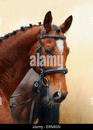 Dutch warmblood dressage horse in stable Stock Photo