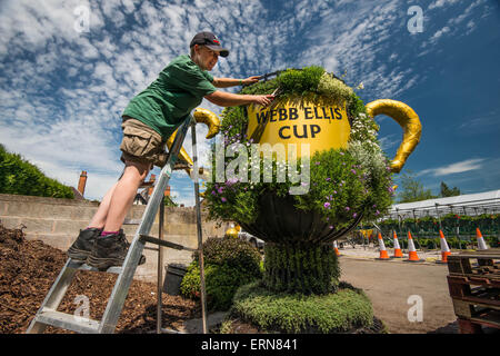 Rugby, Warwickshire, UK. 04th June, 2015.  Rugby Borough Council gardener Sally Campbell prunes the ornamental World Cup trophy. It is a living planting display which will be transferred from its current works unit location to a site near Rugby School. Preparations are underway in the town of Rugby, to become a host town. It is the only official venue for the 2015 Rugby World Cup to not host any matches. Credit:  Jamie Gray/Alamy Live News Stock Photo