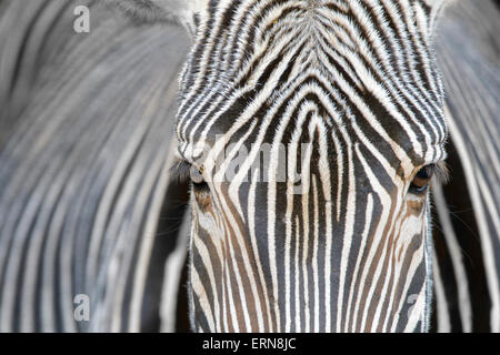 Grevy's Zebra (Equus grevyi) portrait, close up, Cabarceno Natural Park, Cantabria, Spain. Stock Photo