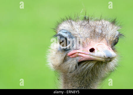 Ostrich (Struthio camelus) portrait close up, Cabarceno Natural Park, Cantabria, Spain Stock Photo