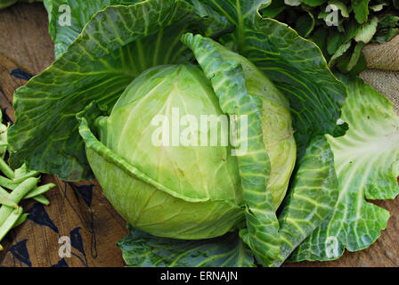 Cabbage, Brassica oleracea var capitata,Poona,Mahrahtra,India Stock Photo