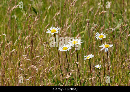 Oxeye Daisies amidst the grasses. Hurst Meadows, West Molesey, Surrey, England. Stock Photo