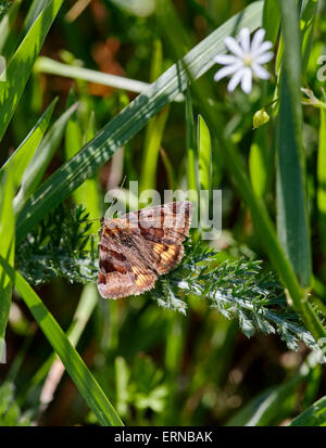 Burnet Companion moth and Lesser Stitchwort flower. Hurst Meadows, West Molesey, Surrey, England. Stock Photo