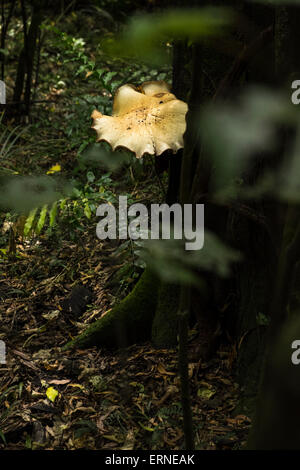 Fungus growing on the side of a tree in the forest at the Manawatu Gorge, New Zealand. Stock Photo