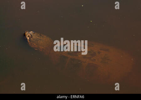 snapping turtle, Chelydra serpentina, Virginia Stock Photo