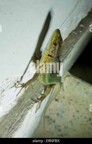 Maltese wall lizard or Filfola Lizard, Podarcis filfolensis, only found in Malta and surrounding Islands. Stock Photo
