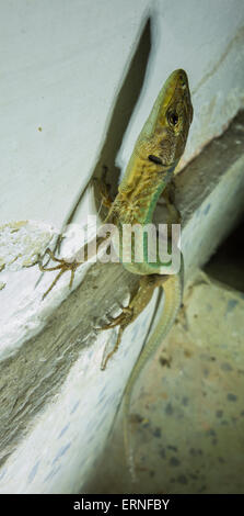 Maltese wall lizard or Filfola Lizard, Podarcis filfolensis, only found in Malta and surrounding Islands. Stock Photo