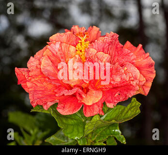 Large vivid orange / red double flower of hibiscus, Hawaiian hybrid Rainbow Fire with emerald green leaves on dark background Stock Photo