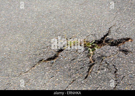 Thistle plant breaking through cracks in a tarmac path Stock Photo