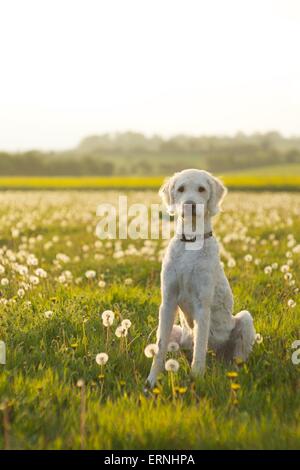 Labradoodle dog puppy in the English countryside Stock Photo