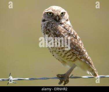 A burrowing owl in the Carrizo Plains National Monument in southeastern San Luis Obispo County, California. Stock Photo