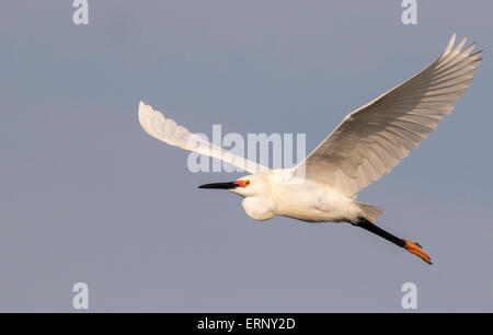 Snowy egret (Egretta thula) in breeding plumage flying, Galveston, Texas, USA. Stock Photo