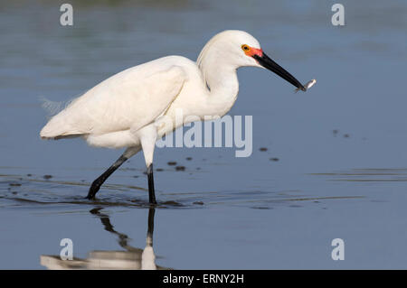 Snowy egret (Egretta thula) fishing in tidal marsh, Galveston, Texas, USA. Stock Photo