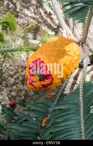 Encephalartos villos. Poor Man's Cycad / South African cycad female cone with seeds inside the glasshouse at RHS Wisley Gardens, Surrey, England Stock Photo