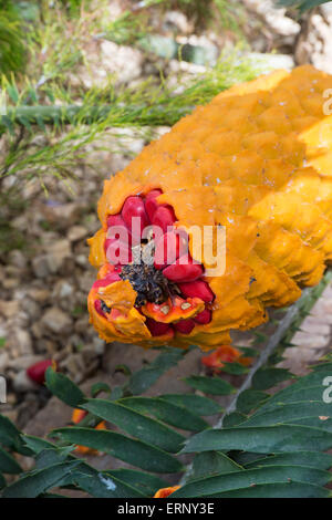 Encephalartos villos. Poor Man's Cycad / South African cycad female cone with seeds inside the glasshouse at RHS Wisley Gardens, Surrey, England Stock Photo