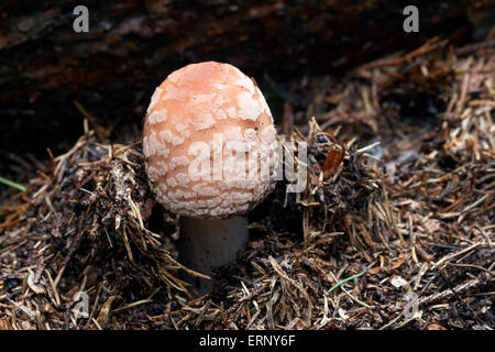 Growing Blusher - edible mushroom Stock Photo