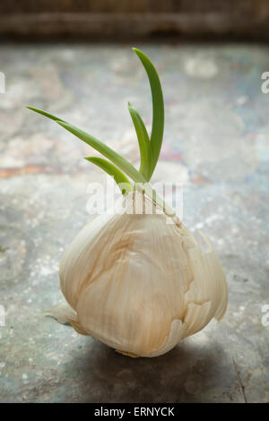 A blub of garlic with sprouts sits atop a rustic metallic surface. Stock Photo