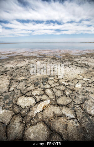 Salton City, California, USA. 04th June, 2015. As California contends with severe drought, the Salton Sea, the state's largest inland body of water, is evaporating at an alarming rate. Officials say it's an environmental catastrophe in the making. The shoreline near Salton City is rapidly receding, exposing not only salty mud flats and dead fish but also selenium, phosphates and other contaminants. When the winds kick up, these pollutants become airborne and pose a public health risk for millions of residents throughout southern California. Credit:  Scott London/Alamy Live News Stock Photo