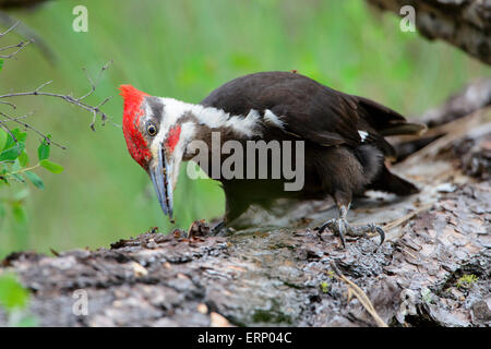 A pileated woodpecker (Dryocopus pileatus) finds a source of ants on a downed tree, Missoula, Montana Stock Photo