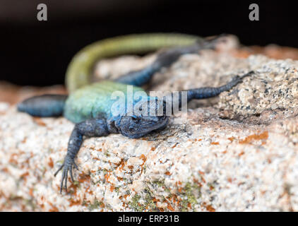 Blue headed lizard (Agama Atricollis) on rock Matobo National Park Zimbabwe Africa Stock Photo