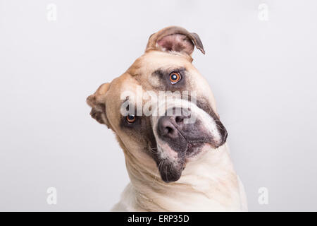 South African Boerboel Dog - Rare Breed Stock Photo